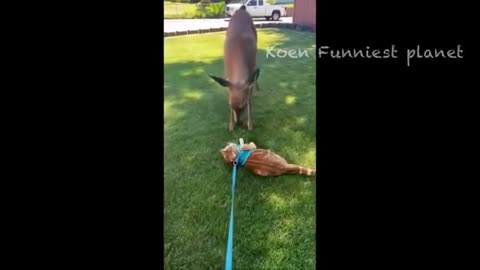 Funny Dog and Cat