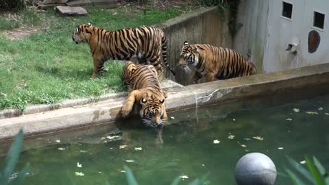 Tiger cubs prowl and play at Smithsonian National Zoo