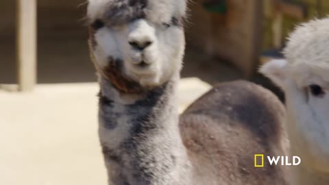 Alpaca Herd Goes for a Walk | Secrets of the Zoo: Down Under