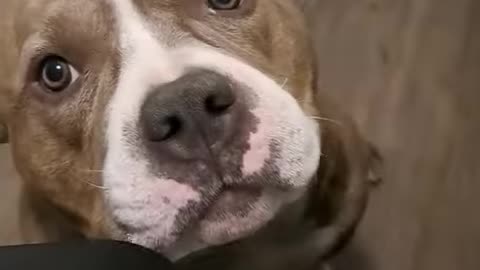 CUTE AMERICAN BULLY WANTS MORE HEAD SCRATCHES _ _Dog _shorts