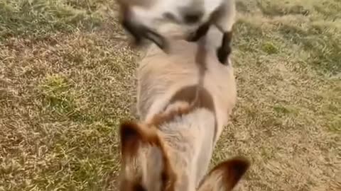 Funny videos of dog and donkey