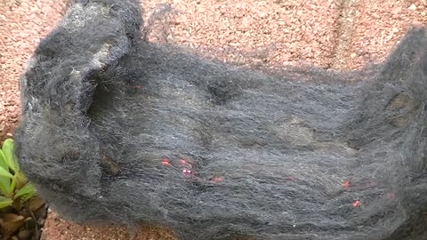 Steel Wool Burning with 9V Battery