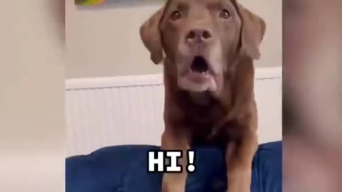 Funny Animal Video 0f November 2023 // #funny CATS & DOGS #funnyvideo #cats #whatsapp