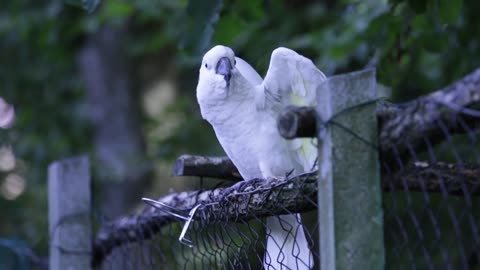 Dancing white parrot