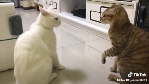 Cats Talking