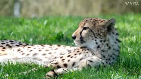 Amazing CHEETAH Video/Amazing Natural CHEETAH Video/Amazing Beautiful CHEETAH Video Ankush.Express