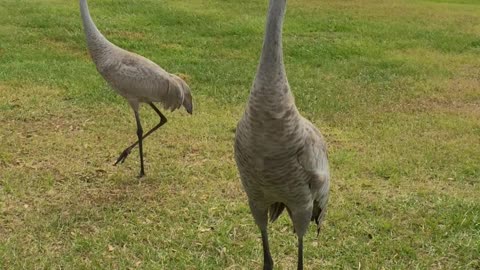 Sand Hill Crane feathers ruffling in Florida wind gusts