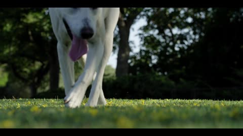 White cute dog walking 😍😍