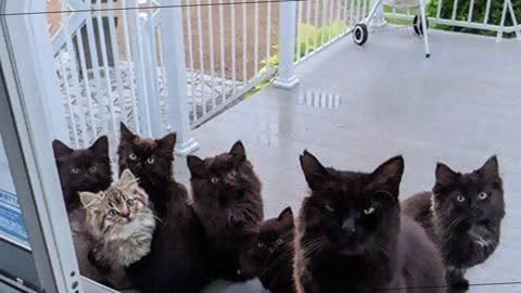 Stray Cat Brings All Her Kittens To A Woman Who Gave Her Food