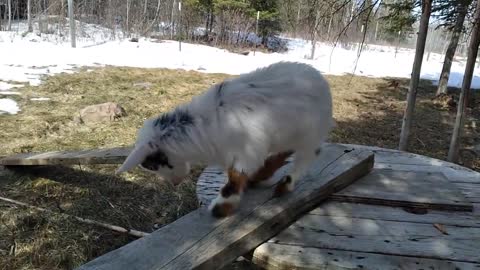 Meet Nigerian Dwarf Goat Buckling Built on the Rock Sea Jasper/BLUE EYED