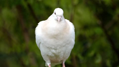 Dove video