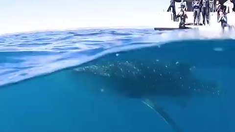 The whale shark ask human for help😭