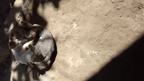 Kittens Are Practicing Sumo