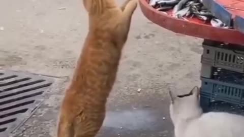 Funny and Cute Cats Videos #274