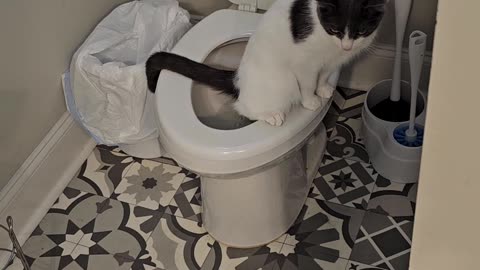 My cat taught himself how to use the toilet