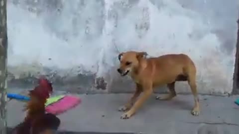 cock bird fight with dog