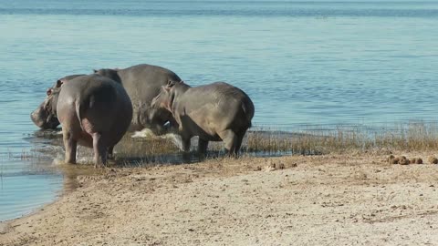 hippos getting into water