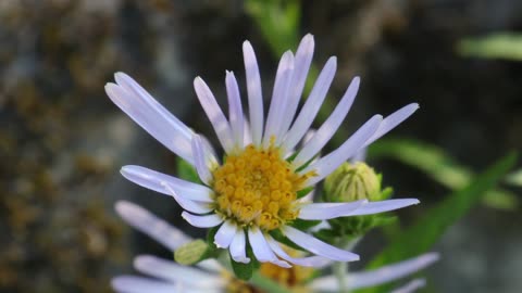 Douglas' Aster