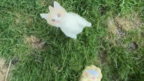 The little cat stands up begging for food, isn't it too adorable？