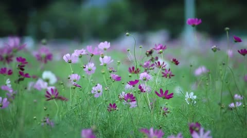 HD flower video Amazing nature ll your must watch ll