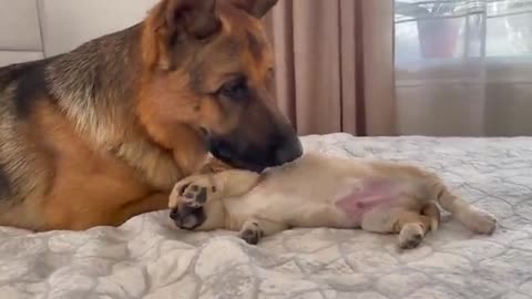 German Shepherd and Puppy Friendship