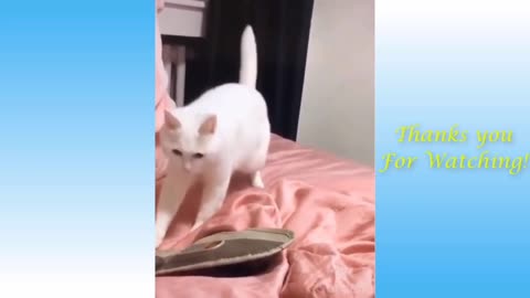 The white cat is vibing with the beat😂