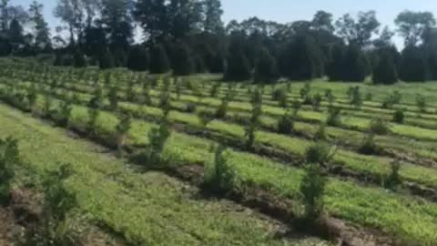 On an evergreen farm near Doylestown pa