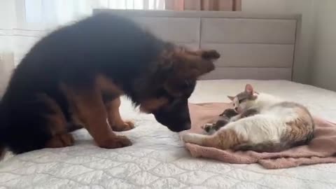 German Shepherd Puppy Meets Mom Cat With Newborn Kittens for the first time