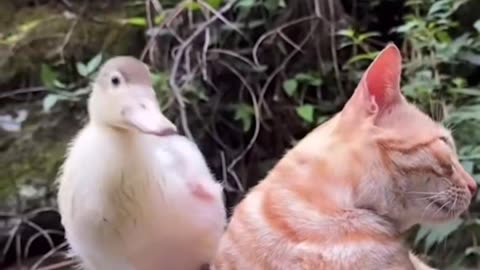 Cute little duck and cat