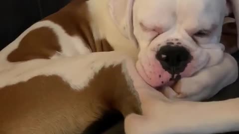 Boxer Blu having a dream.