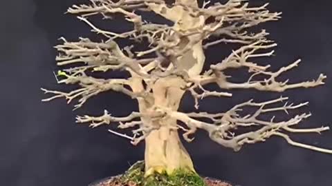 BONSAI de Piteco (Brazilian rain tree) SEGUE pra mais 😃🌳🙌.