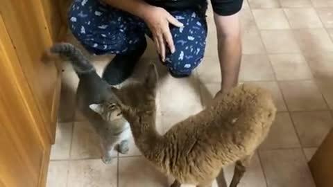 Alpaca short video 12