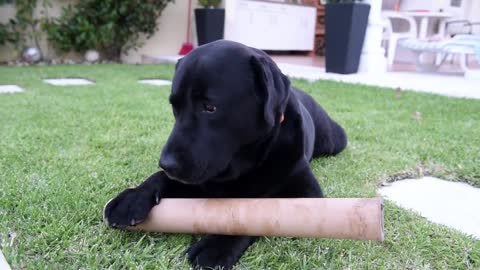 Perro se saca la lotería con un banquete de tubos de papel higiénico