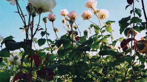 Plants swing in slow motion in Garden