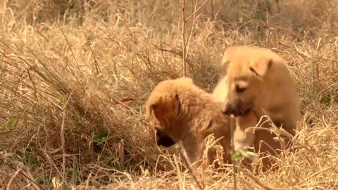 ,Dingo Dogs Rip a Kangaroo Who Fled Alone,