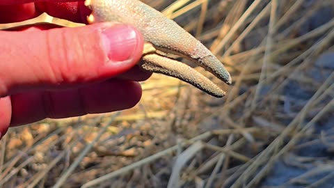 Crab claws found on a sandy river bank.