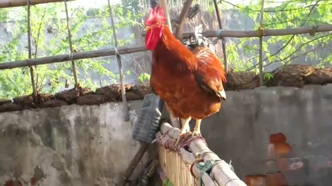 This chickens is very proud of himself