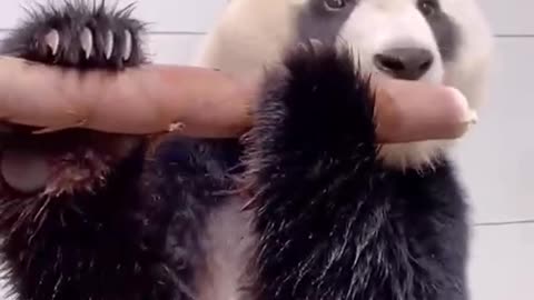 Pandas eat bamboo shoots like sugar cane