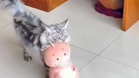 Funny Cat videos