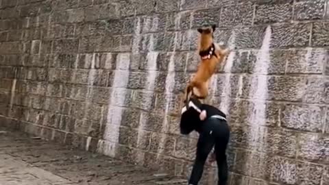 Dogs That Fly - Malinois & Alsatian Dogs Show Their Jumping Agility - Shorts