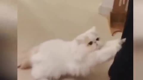 Cute Cat