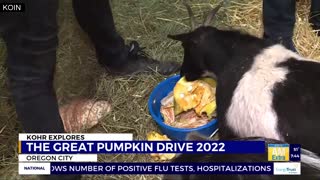 Kohr Explores Help feed local animals with a jack-o-lantern