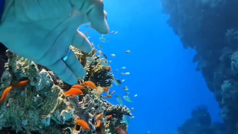 Swimming underwater with a small group of beautiful fish🥰😍