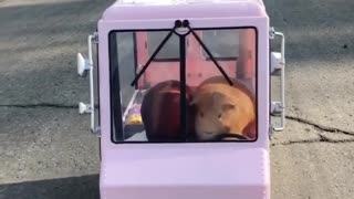 Guinea pig ice cream delivery