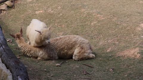 Alpaca