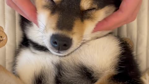 "Ultimate Puppy Spa Day: Relaxing Head Massage for Your Furry Friend! 🐶💆‍♂️"