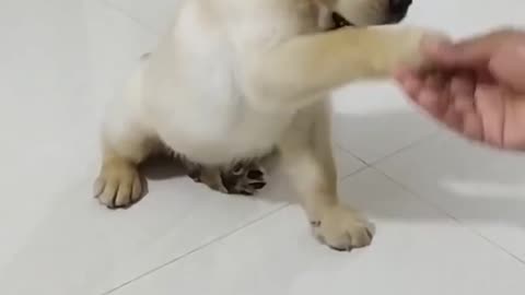 shake hand puppy training .