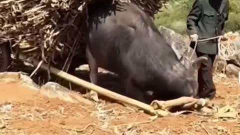 Farmer has a smart bull