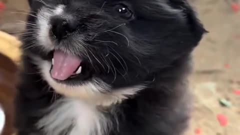 Cute Dog Angry