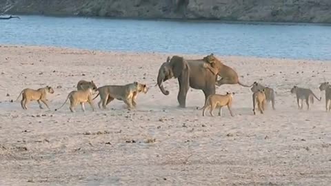 Young elephant survives attack by 14 Lions